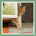 British Shorthair - Chats