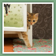 British Shorthair - Chats
