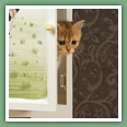British Shorthair - Chats
