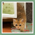 British Shorthair - Chats