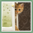 British Shorthair - Chats