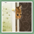 British Shorthair - Chats
