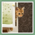 British Shorthair - Chats