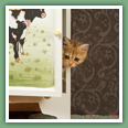 British Shorthair - Chats