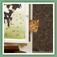 British Shorthair - Chats