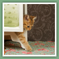 British Shorthair - Chats