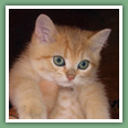British Shorthair - Chats