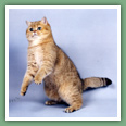 British Shorthair - Chats