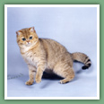 British Shorthair - Chats