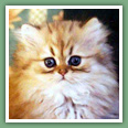 Persan - Chatons disponibles