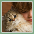 Persan - Chats