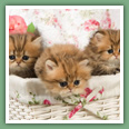 Persan - Chats
