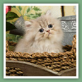 Persan - Chats