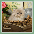 Persan - Chats