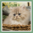 Persan - Chats