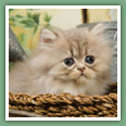 Persan - Chats