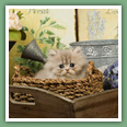 Persan - Chats