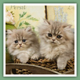 Persan - Chats