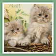 Persan - Chats