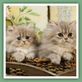 Persan - Chats