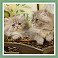 Persan - Chats