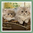 Persan - Chats