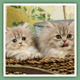 Persan - Chats