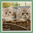 Persan - Chats