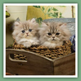 Persan - Chats