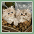Persan - Chats