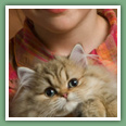 Persan - Chats