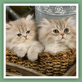 Persan - Chats