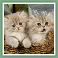 Persan - Chats