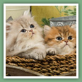 Persan - Chats