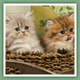 Persan - Chats