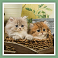 Persan - Chats