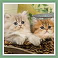 Persan - Chats