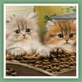 Persan - Chats