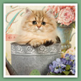 Persan - Chats