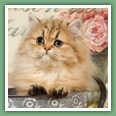 Persan - Chats
