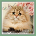 Persan - Chats