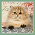 Persan - Chats