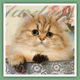 Persan - Chats