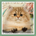 Persan - Chats