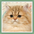 Persan - Chats