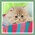 Persan - Chats