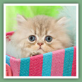 Persan - Chats