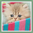 Persan - Chats