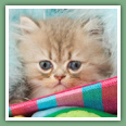 Persan - Chats