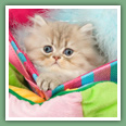 Persan - Chats